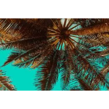 Natural Palm Trees
